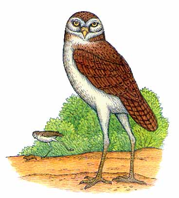 http://www.pangaea.org/images/owl.jpg