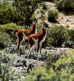 GUANACO