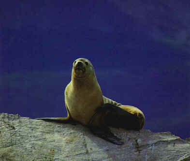 SEALION